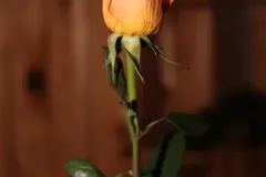 IMG_2122_Bildgroesse-aendern